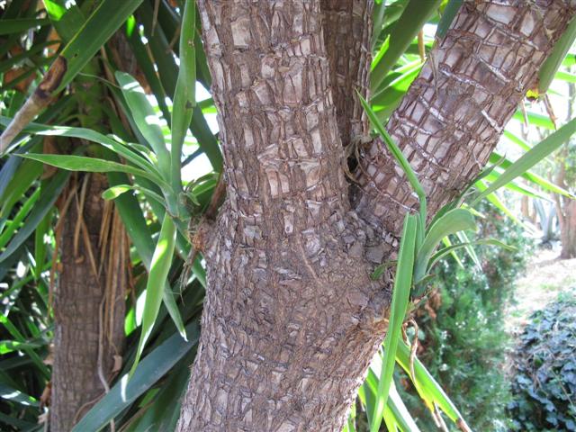 Yucca aloifolia 