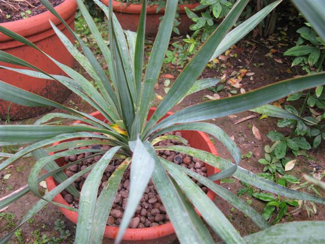 Yucca gloriosa 