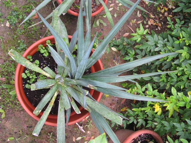 Yucca gloriosa 