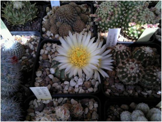 Echinocereus  pulchellus 