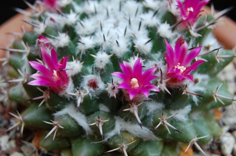 Mammillaria priessnitzii Z 100