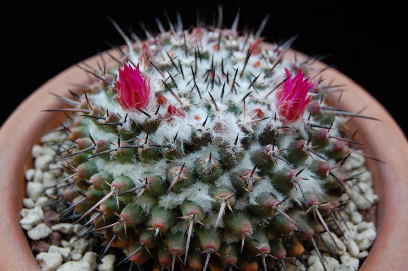 Mammillaria priessnitzii Z 100