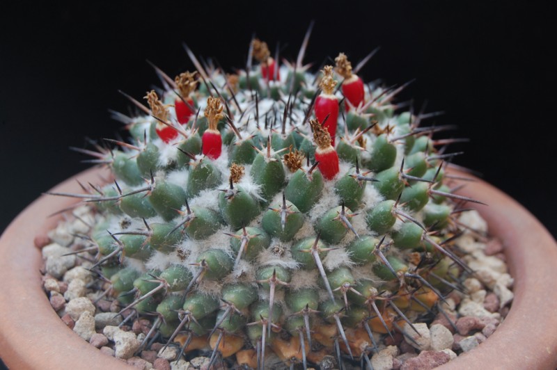 Mammillaria priessnitzii Z 100