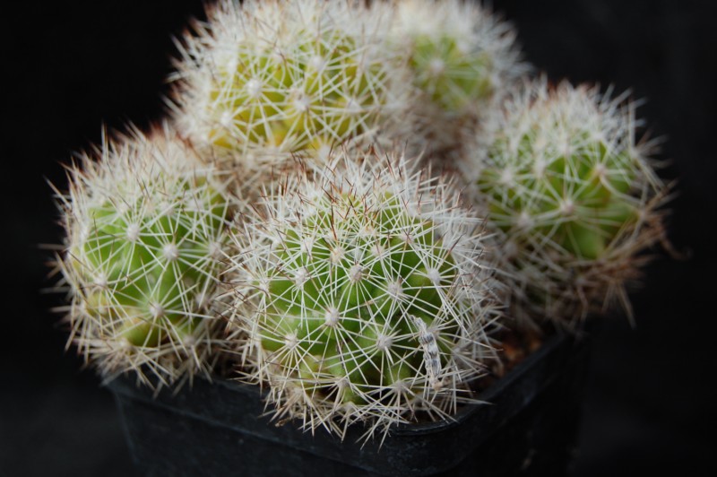 Mammillaria sphacelata Z 213