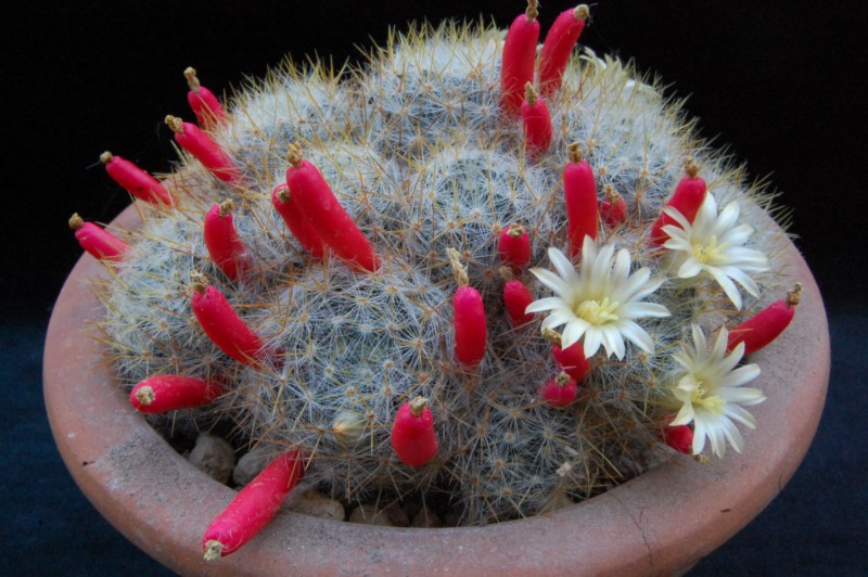 Mammillaria prolifera ssp. texana Z 29