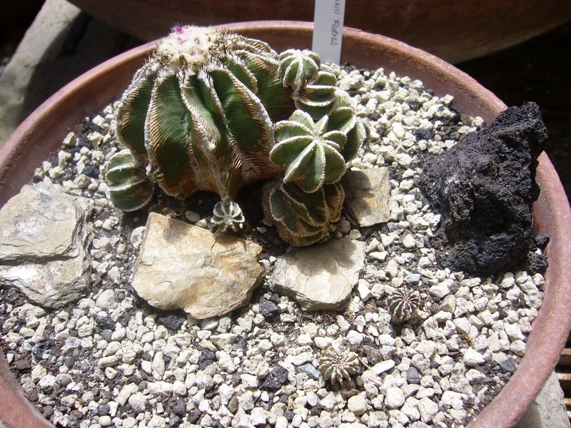 Aztekium hintonii f. prolifera 