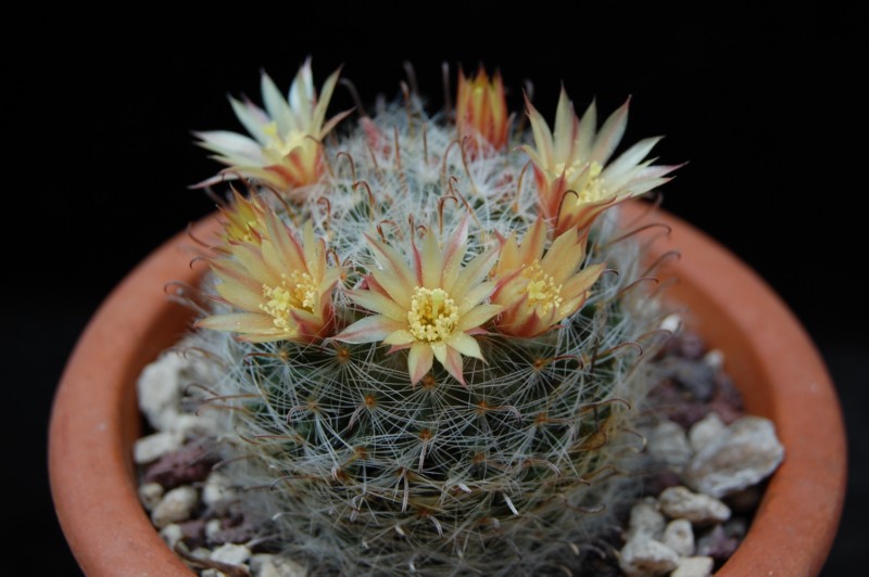 Mammillaria nana Z 88