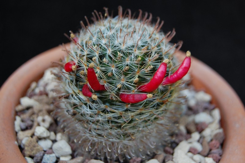 Mammillaria nana Z 88