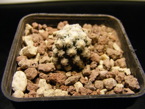 Mammillaria theresae 