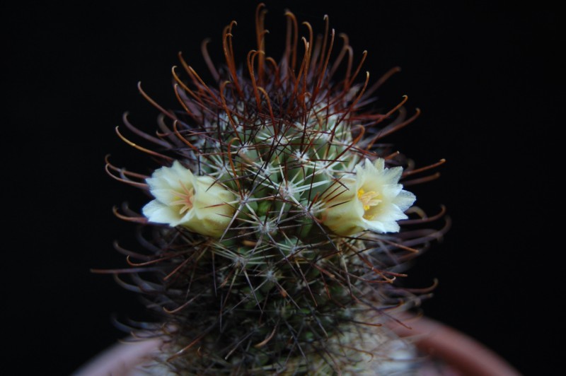 Mammillaria armillata Z 155