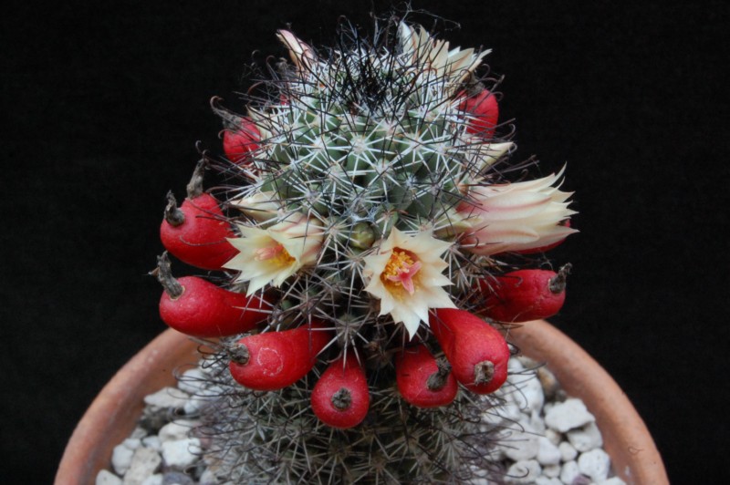 Mammillaria armillata Z 155