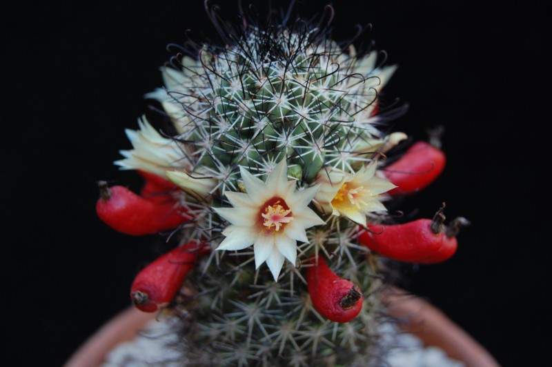 Mammillaria armillata Z 155