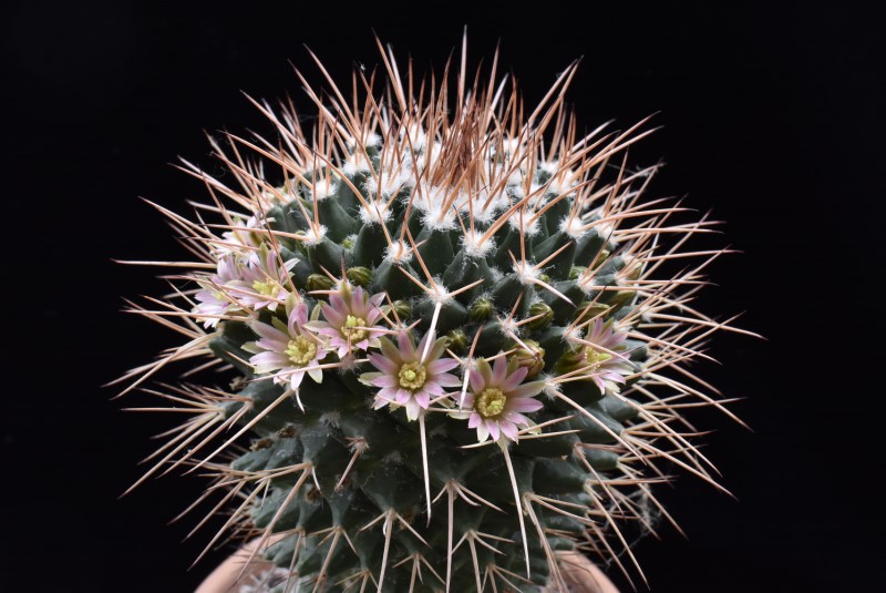 Mammillaria carnea Z 215