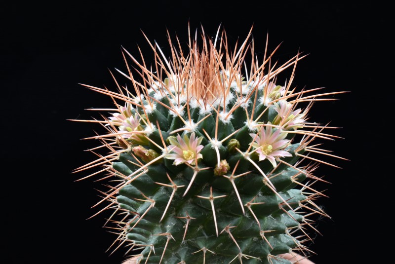 Mammillaria carnea Z 215