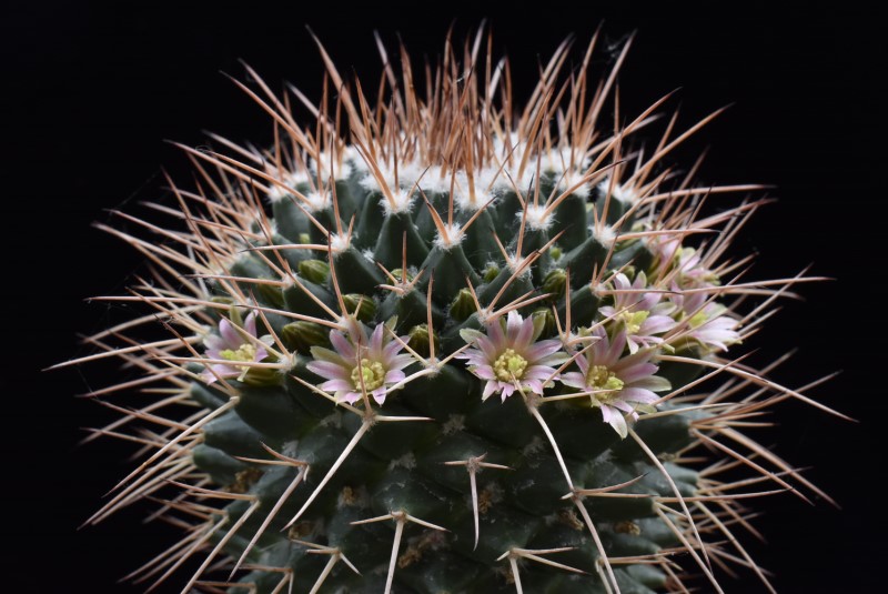 Mammillaria carnea Z 215