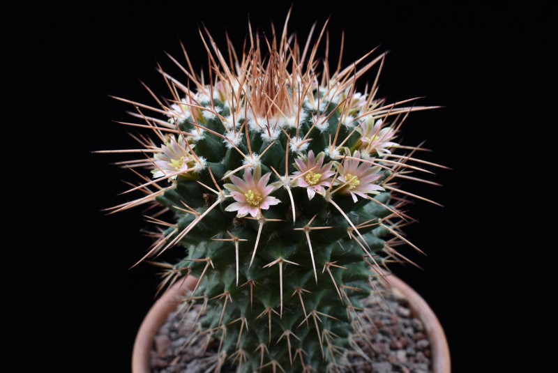 Mammillaria carnea Z 215
