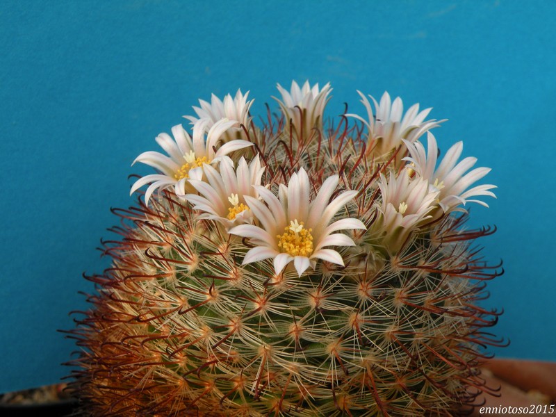 Mammillaria jaliscana ssp. zacatecasensis SB 342