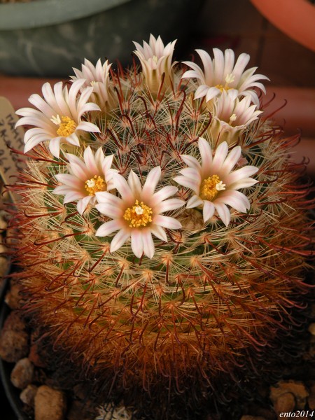 Mammillaria jaliscana ssp. zacatecasensis sb 342