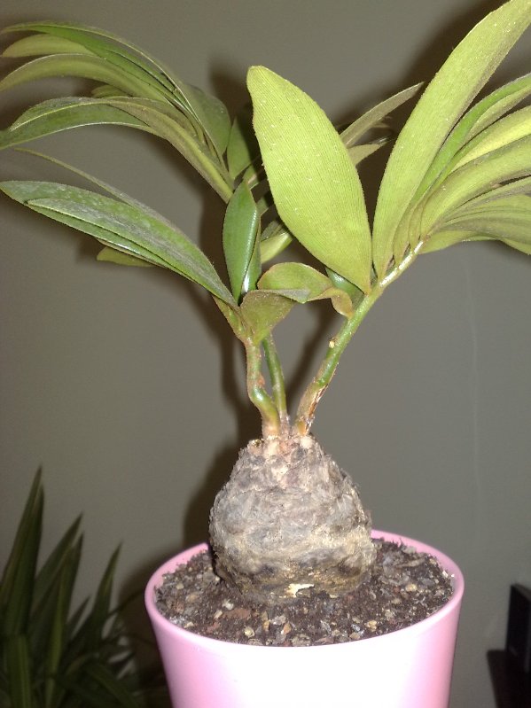 zamia floridana 