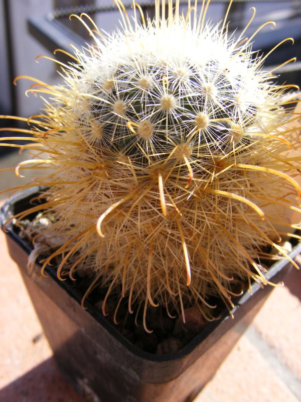 Mammillaria cowperae 