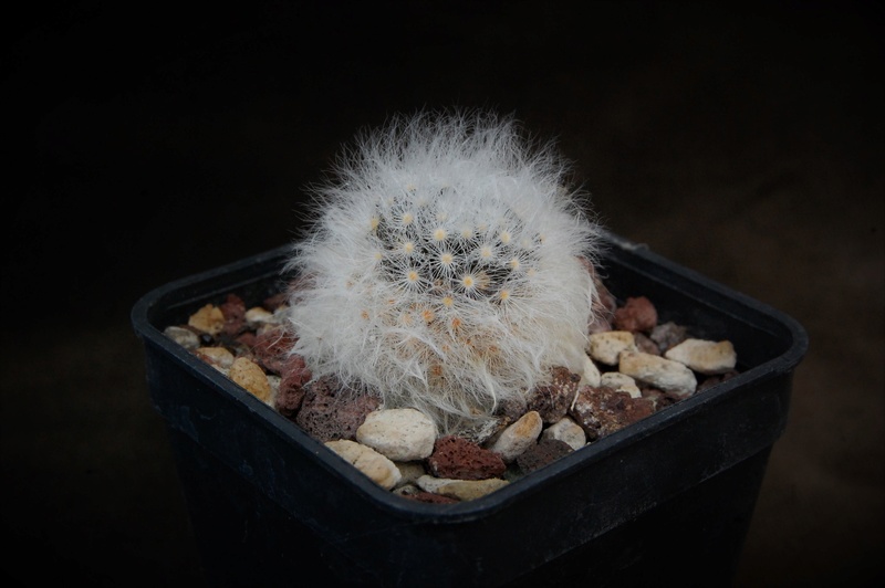 Mammillaria albicoma Z 124