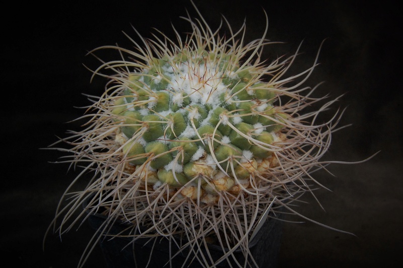 Mammillaria compressa BZ 76