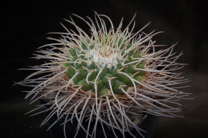 Mammillaria compressa MT 276