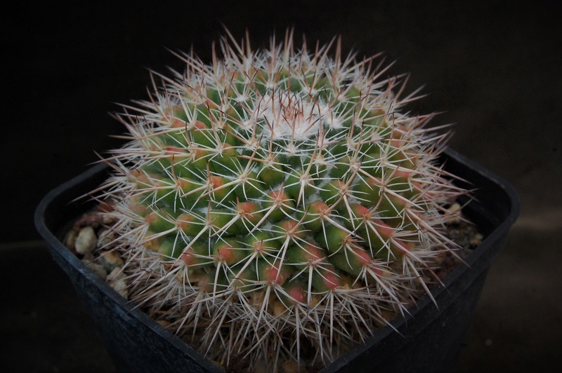 Mammillaria parkinsonii BZ 31