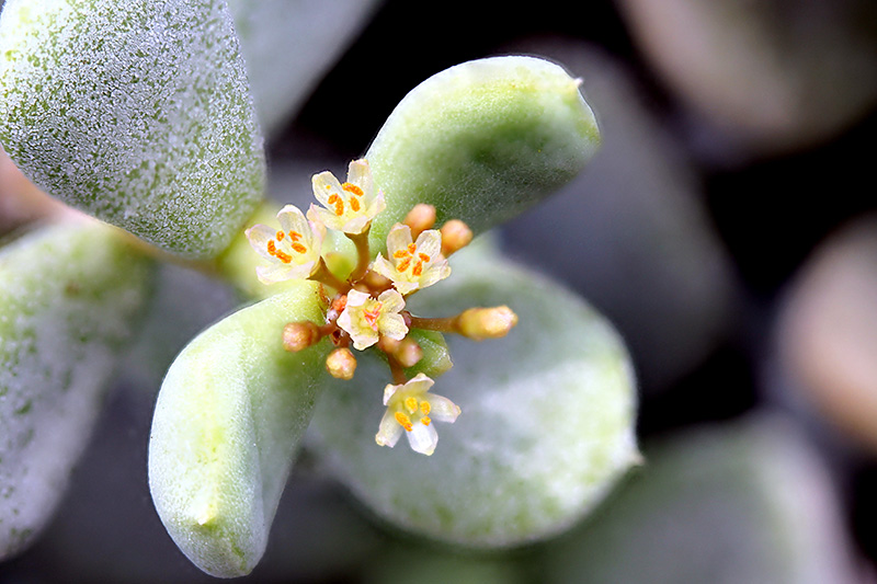 Ceraria pygmea 