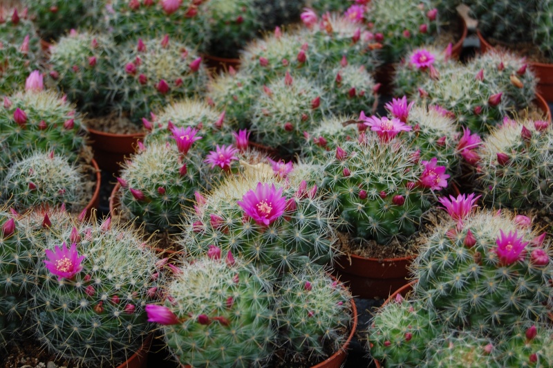 Mammillaria zeilmanniana 