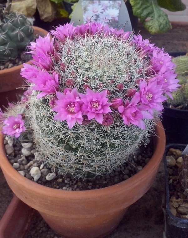 Mammillaria zeilmanniana 