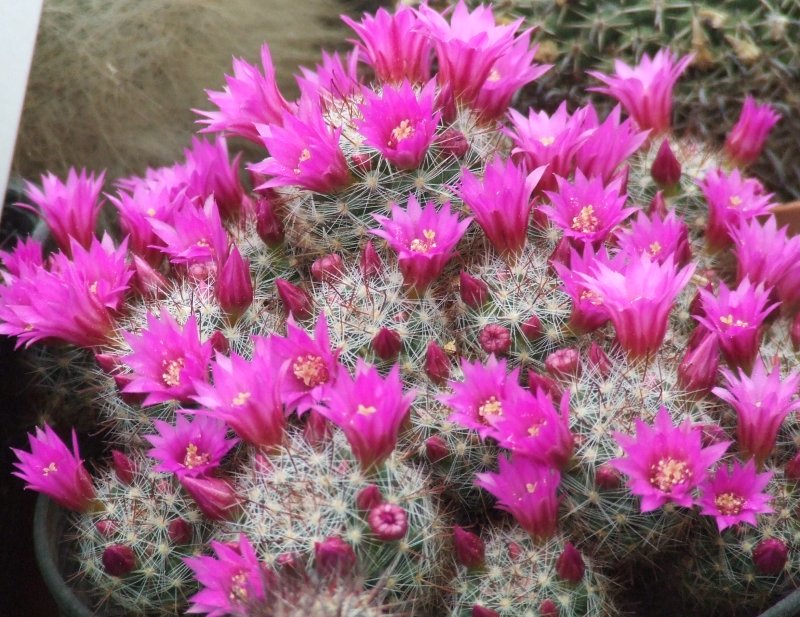 Mammillaria zeilmanniana 