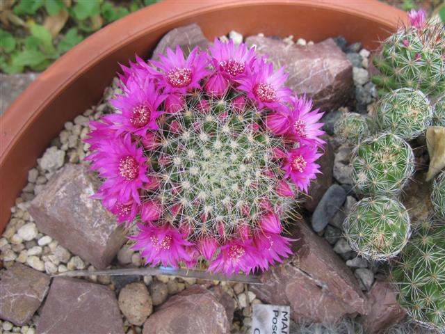 Mammillaria zeilmanniana 