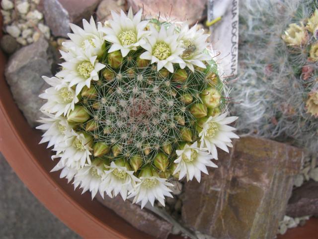 Mammillaria zeilmanniana cv. albiflora 