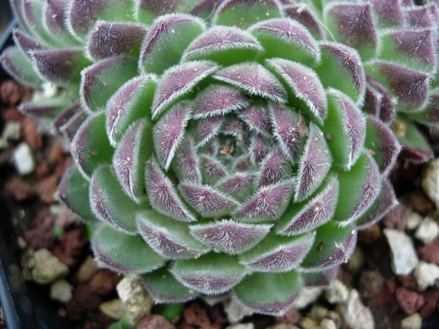 Sempervivum zelebori 