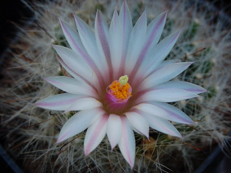 Mammillaria zephyranthoides forma LAU 1269