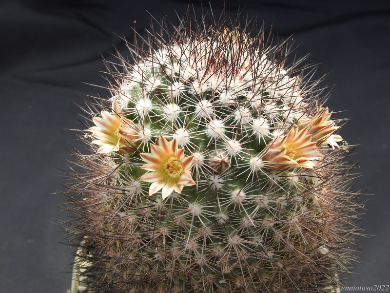 Mammillaria zeyeriana sb 445