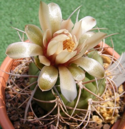 Gymnocalycium castellanosii 