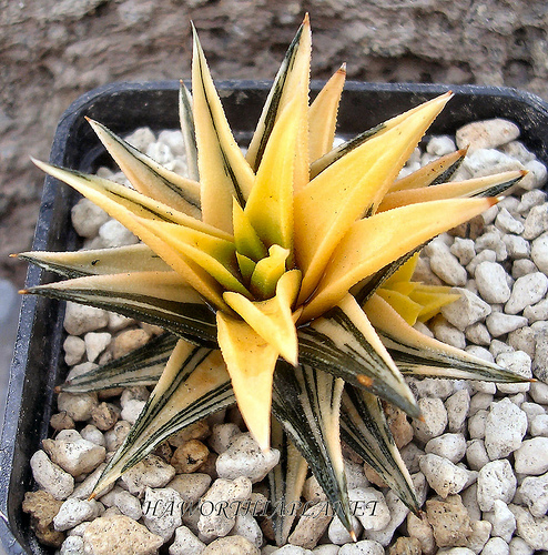 haworthia cv. zogenotoh nishiki