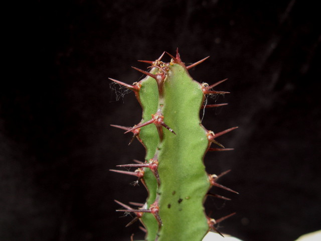 Euphorbia zoutpansbergensis 