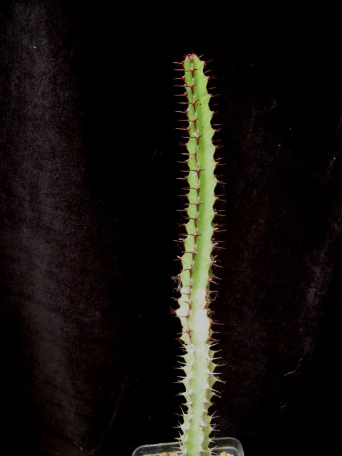 Euphorbia zoutpansbergensis 