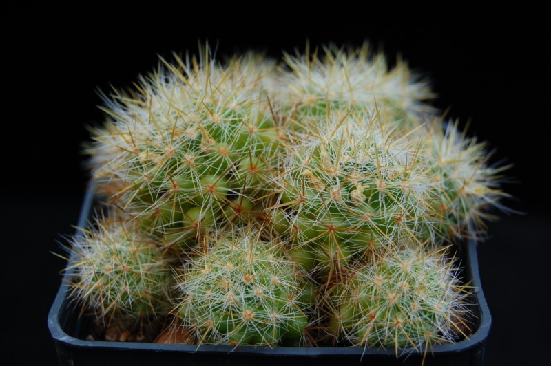 Mammillaria zublerae 