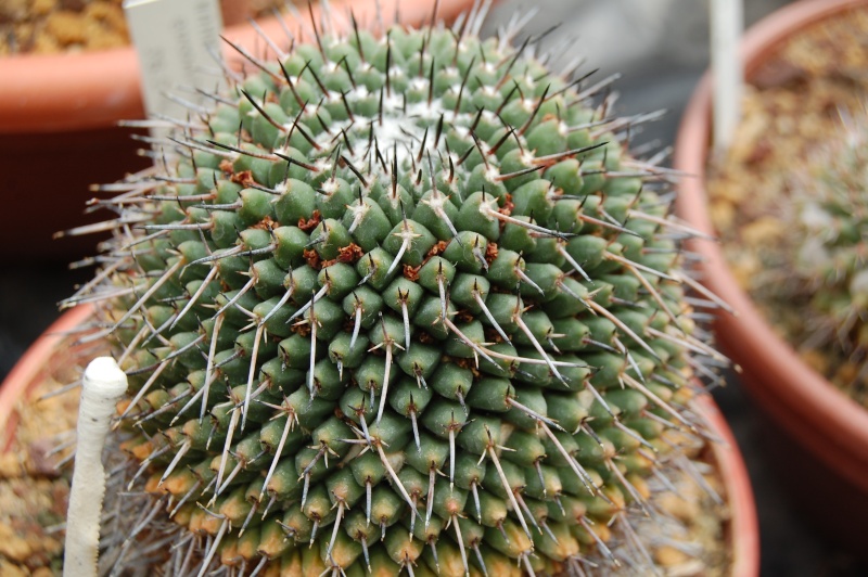 Mammillaria zuccariniana SB 214