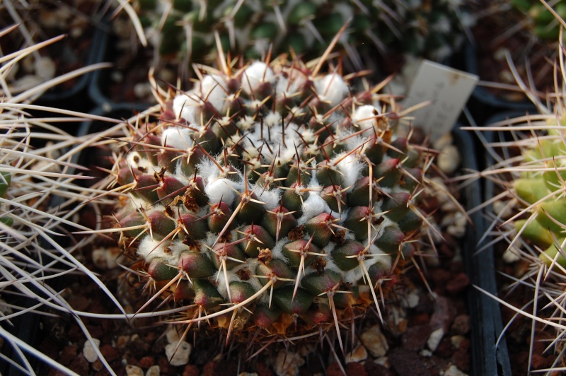 Mammillaria zuccariniana 