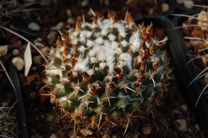 Mammillaria zuccariniana 