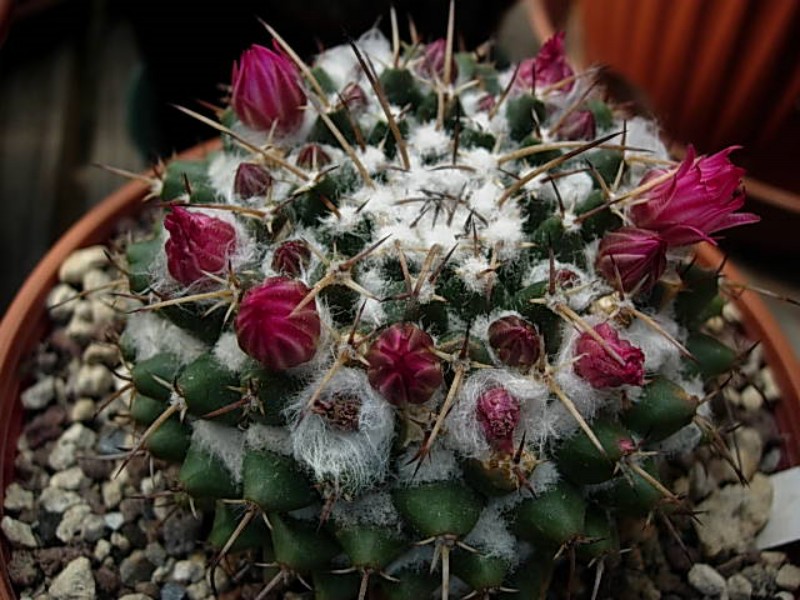 Mammillaria zuccariniana REP 1240