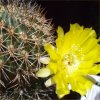 Visita l'elenco delle specie del genere acanthocalycium