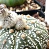 Visita l'elenco delle specie del genere astrophytum