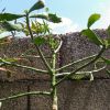 Visita l'elenco delle specie del genere brasiliopuntia