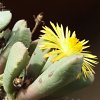 Visita l'elenco delle specie del genere carruanthus